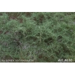 Rovi/Cesp verde scuro aghifogllie